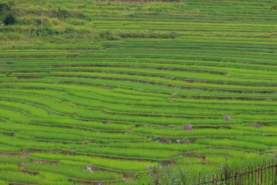 Kho gạo của Nguyễn Văn Vi